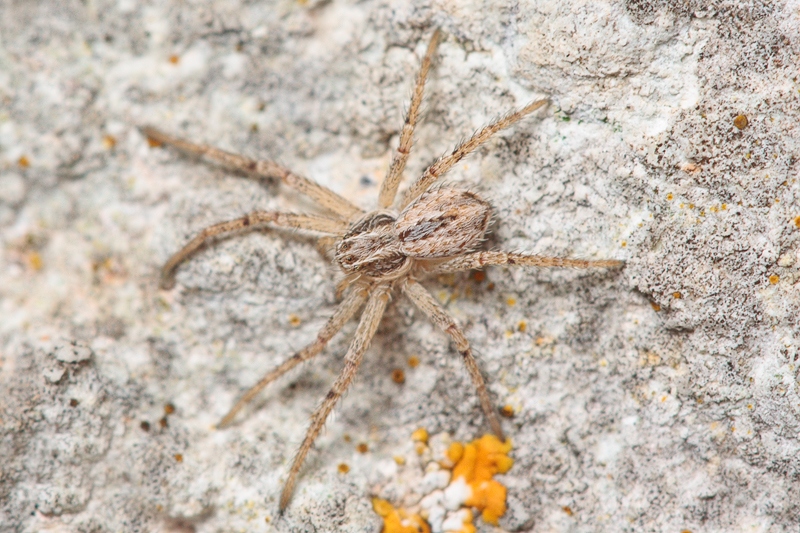 Thanatus cf. vulgaris - Malta